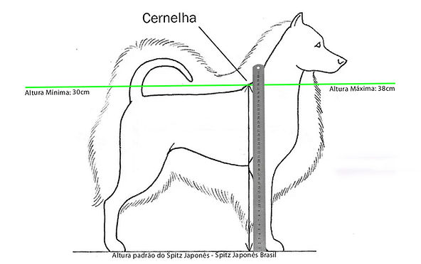 cuanto debe pesar un spitz japones