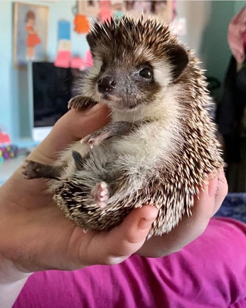 Bowie