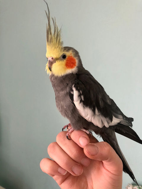 bird.JPG