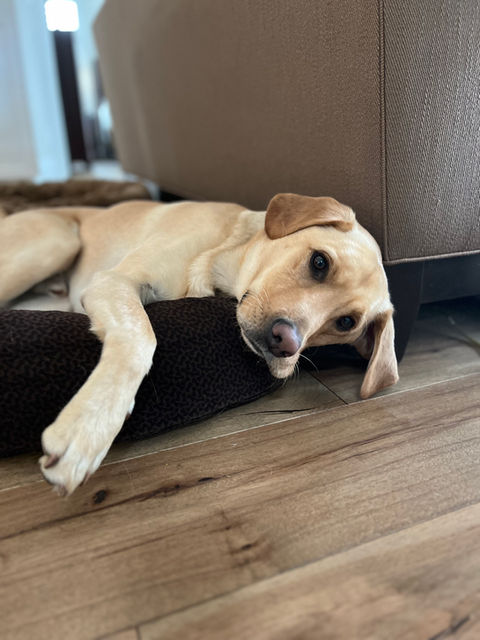 Cooper