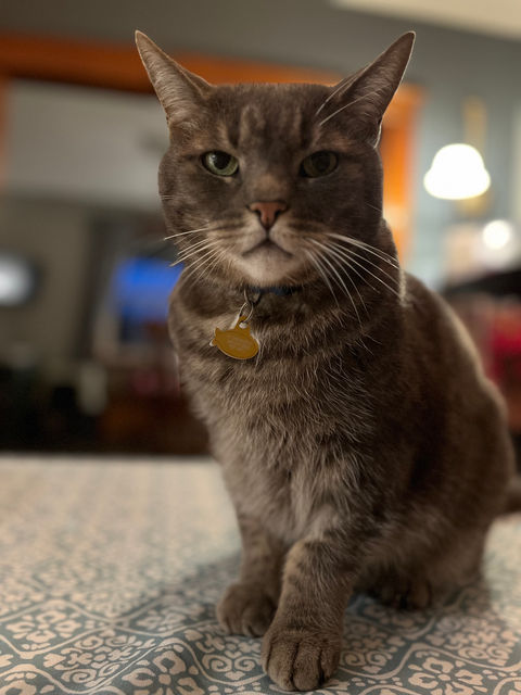 Ringo
