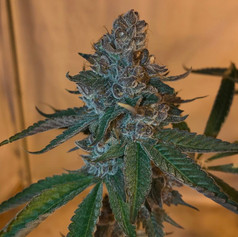 GMO Fuel F2 holding F3 seeds