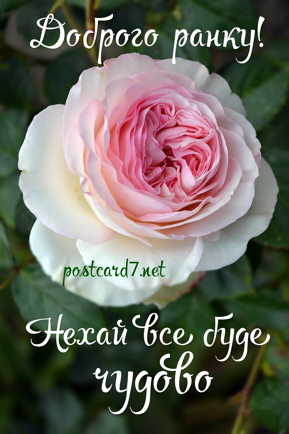 ree