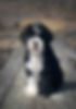 101Labradoodle_BruceLee5.jpg