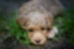 101Labradoodles_labradoodlevalp_Pluto1jpg 2.jpg