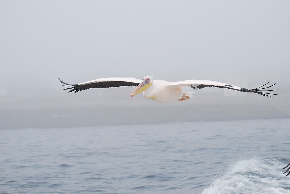 pelican-806300_1920.jpg