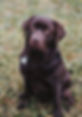 Ladenhund Buddy Profilbild