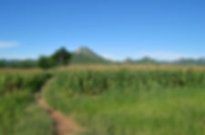 corn field.jpeg