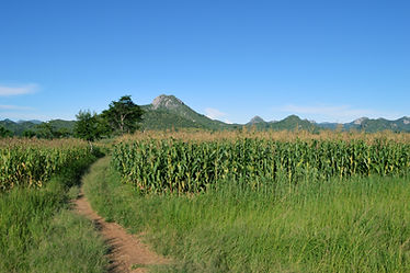 corn field.jpeg