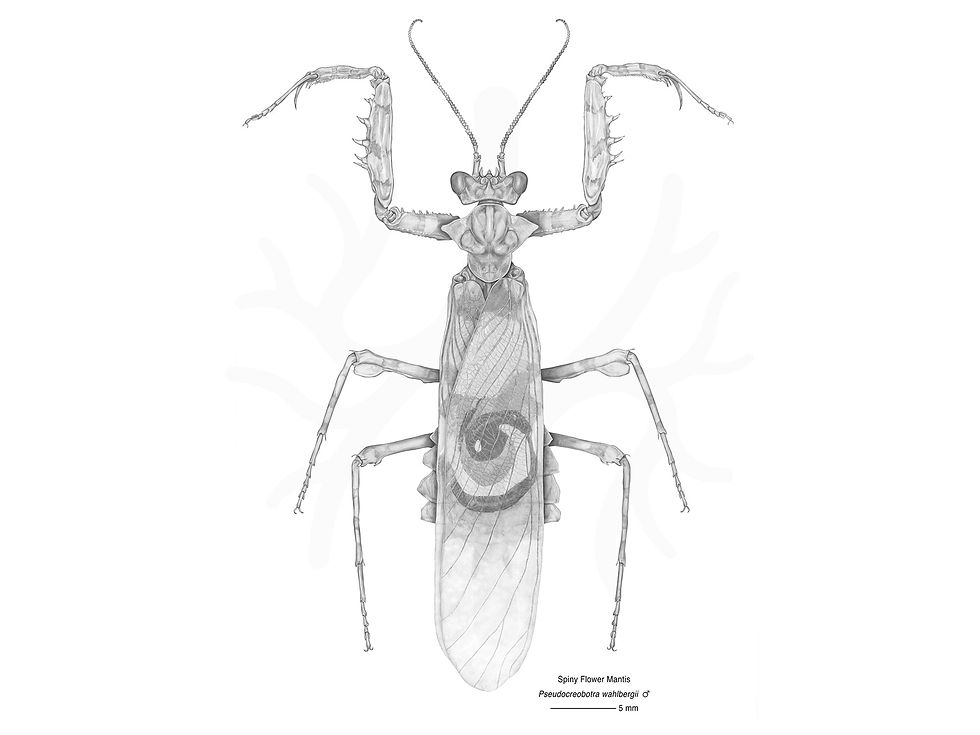 Spiny Flower Mantis