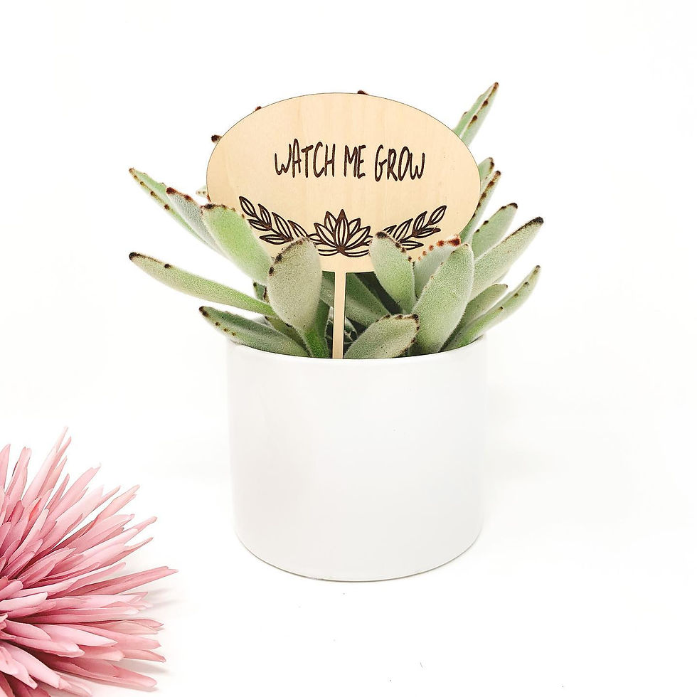 Baby Shower Favors, for Succulent Favors