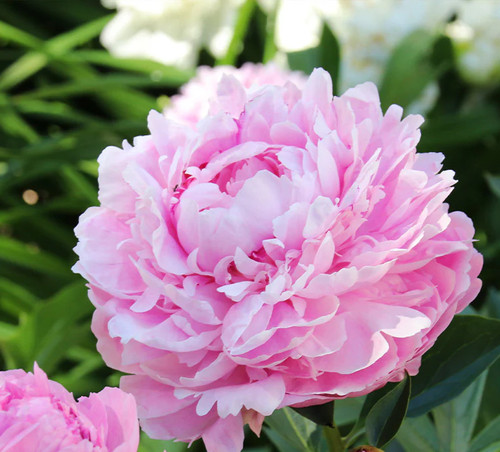 Potted Peony - Sarah Bernhardt | Fenwick Peony
