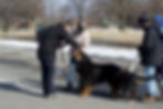 Dog Walks 1