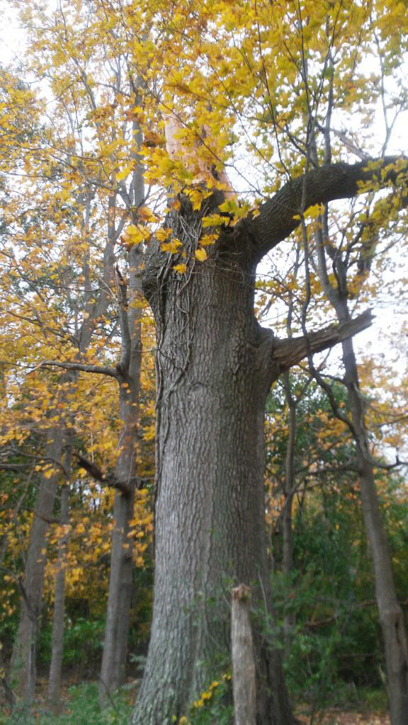 A dead tree ready to be removed