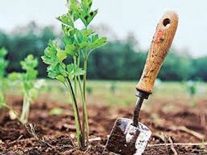 Tree and garden mulching and fertilizing