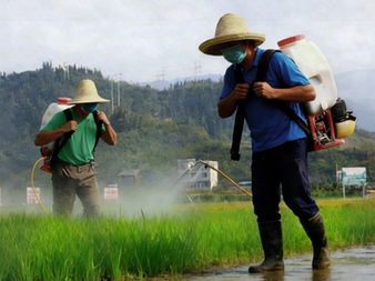 Man spraying Provchem pesticide