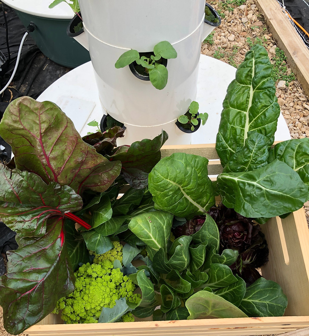 Fresh Leafy Greens from Purdon Groves