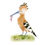 Miniature : Aquarelle d'une huppe tenant un ver dans son bec