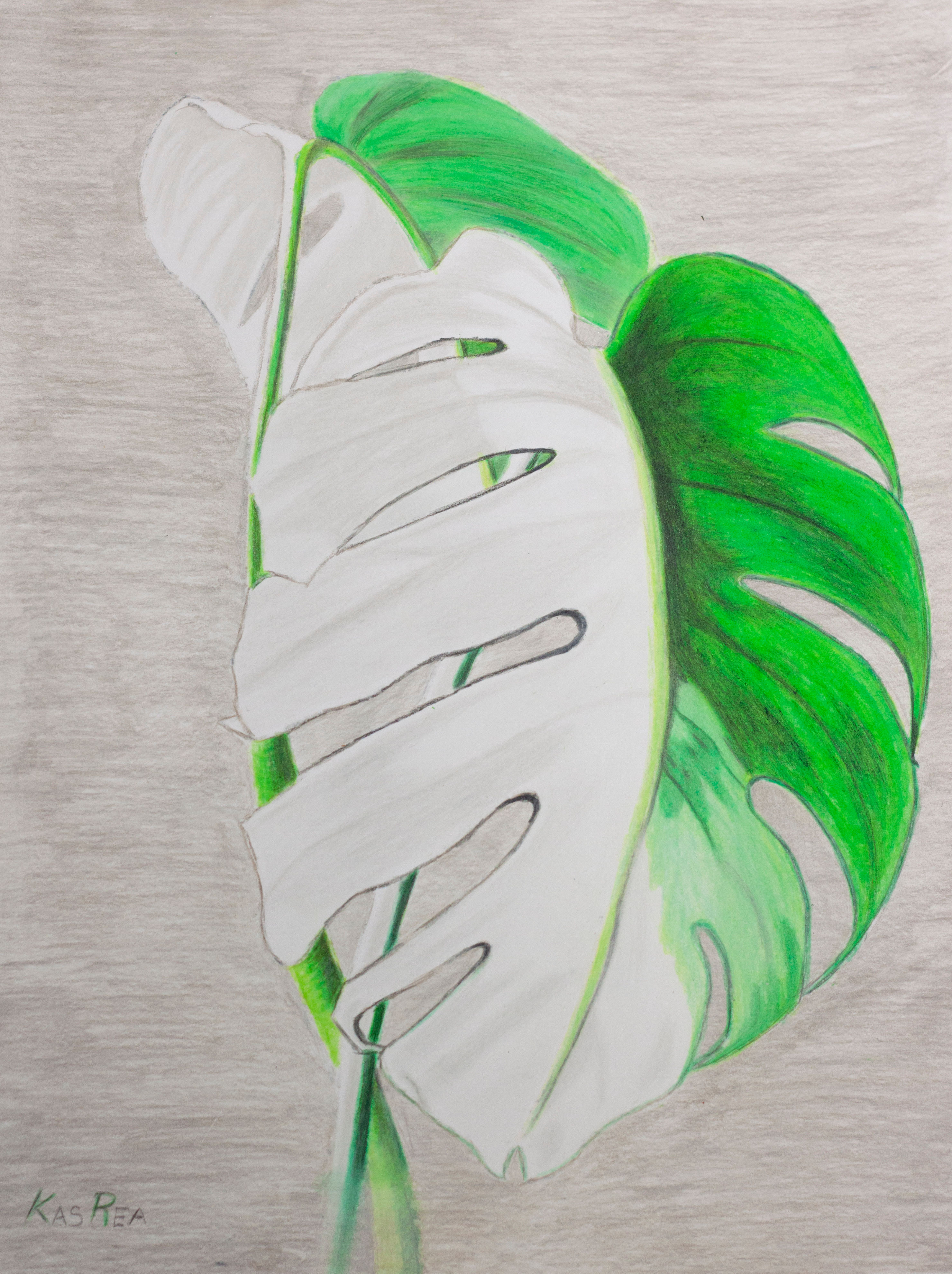 Monstera Adansonii  — Print