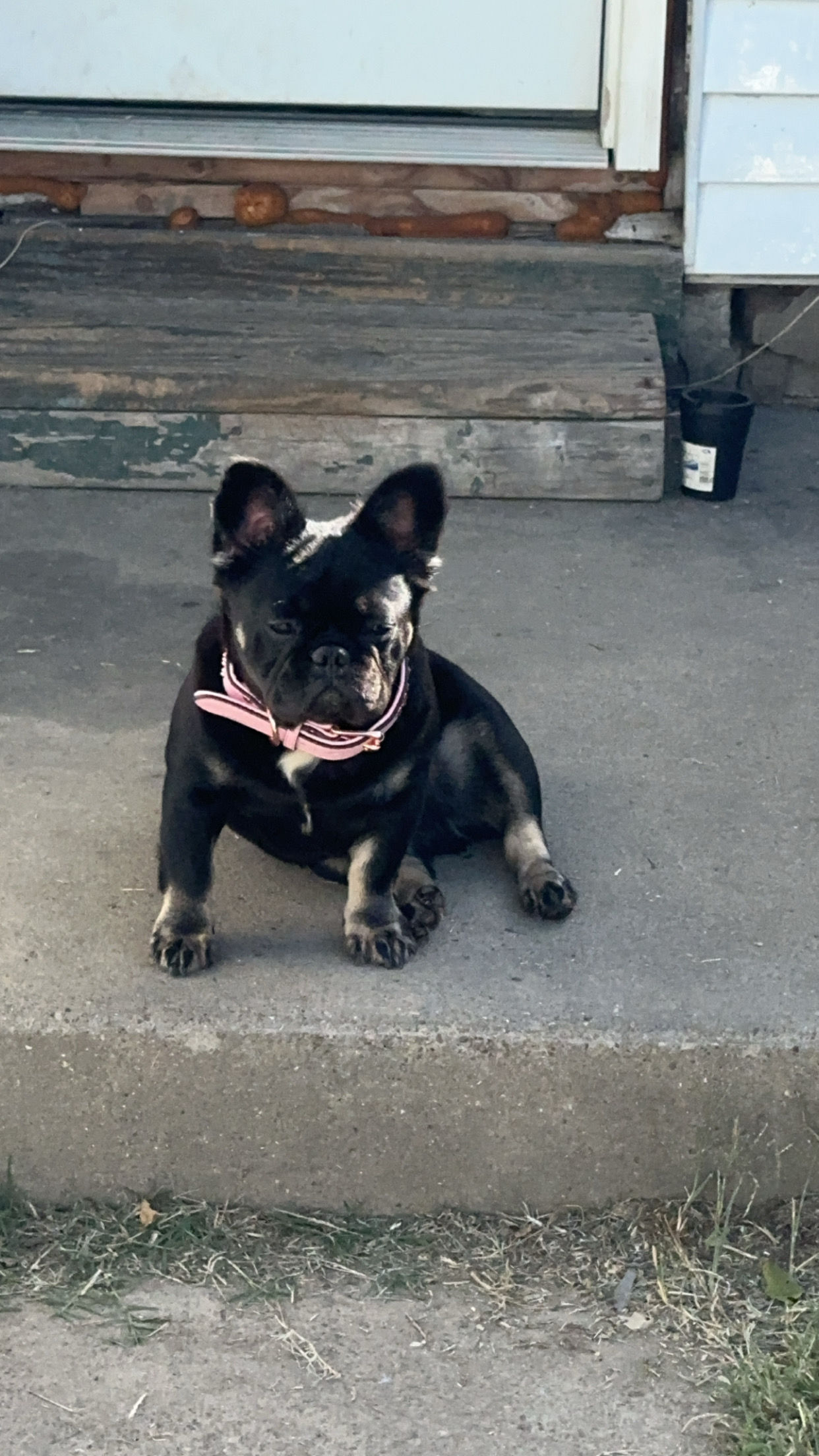 Deposit for fluffy frenchie puppy 