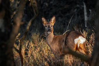 A roe deer at Rivington, wildlife photography