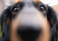 Cute puppy close up, pet photography