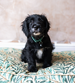 Cute baby spaniel posing, pet photography