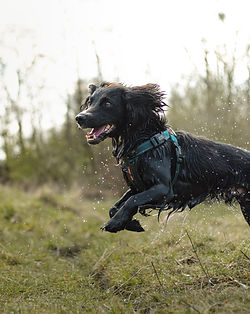 Spaniel leaping and jumping