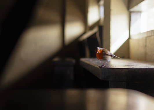 Curious robin in a hide wide - Credit A.J.Critch Wildlife.jpg