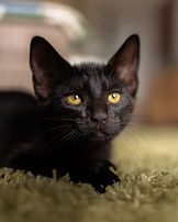 Cute black kitten, pet photography