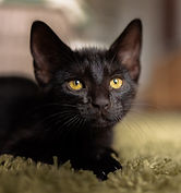 Cute kitten close up - Pet photography
