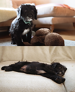 Bert the cute spaniel puppy, Pet Photography