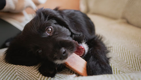 A cute spaniel puppy - Pet photography session