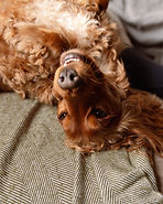 Funny spaniel, pet photography