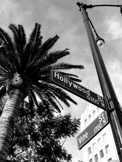 A black-and-white photograph looking upward at intersecting road markers, a tall lamp post, and a broad canopy of fronds against a textured sky. Captured by photographer Alexander Eastick.