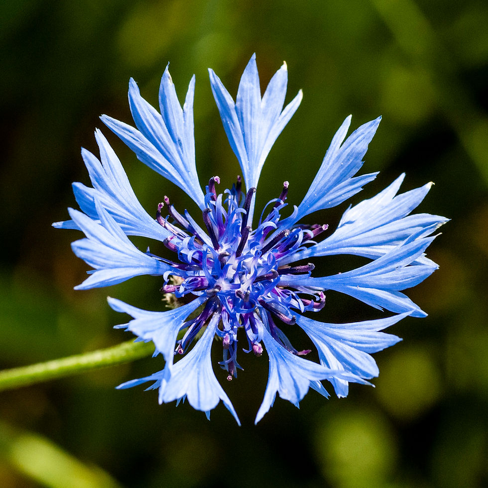leuchtende Kornblume (Centaurea cyanus L.)