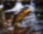 IMG_5847 3_1.jpeg