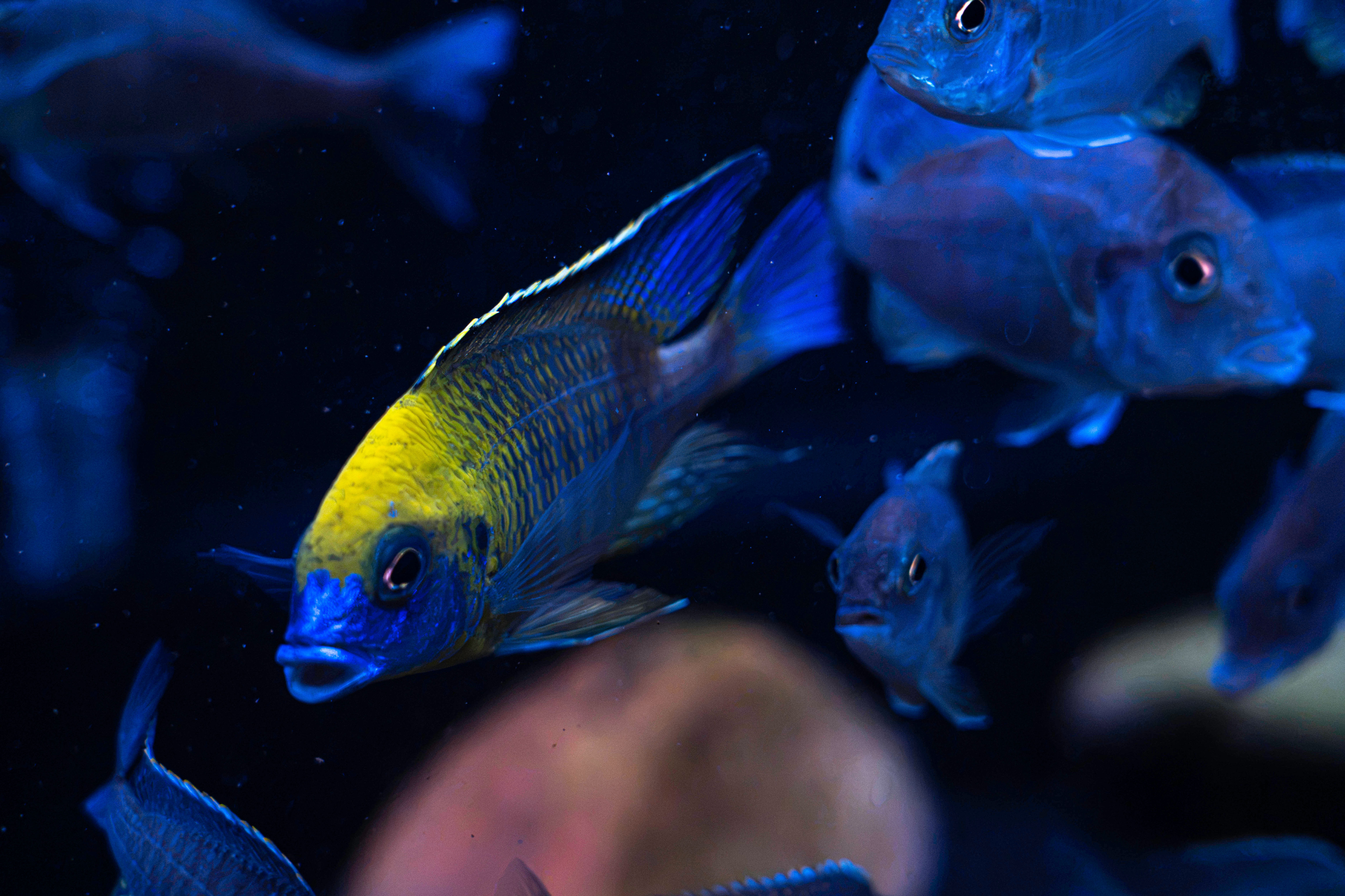 Monkey Bay Lethrinops