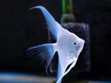 What to Check Before Bringing Home Freshwater Angelfish
