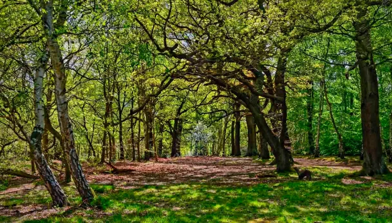 foresta-di-sherwood-3.jpg-768x438.webp