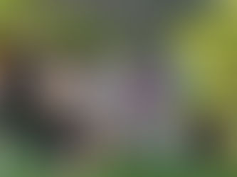 W.-Nevoigt-Grundschule Cottbus beendet Projektzeit in Brandenburg