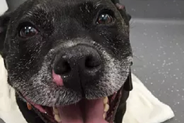 Why is my dog sneezing?