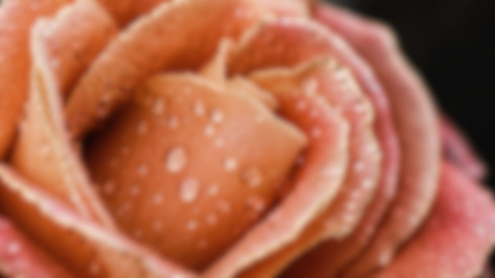 goldige Rose neu (3).jpg