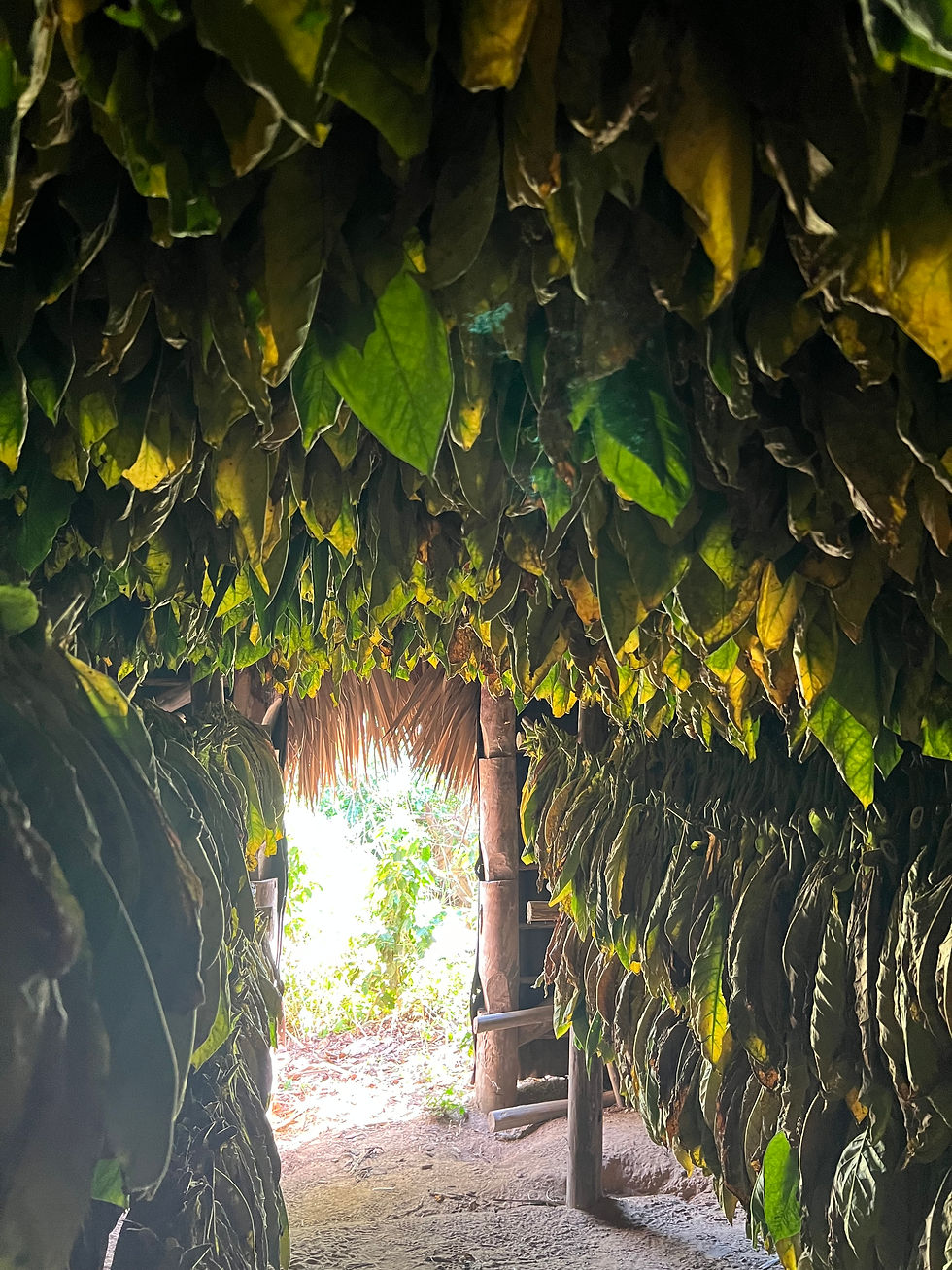 A tobacco drying house. 