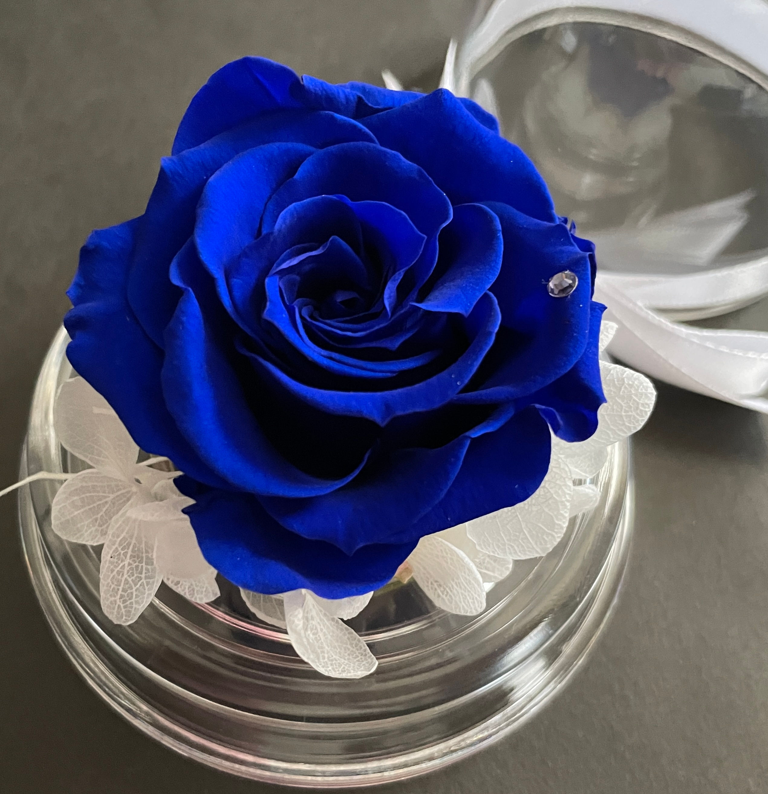Royal Blue Dome Bloom