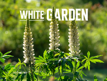 6. White garden.png