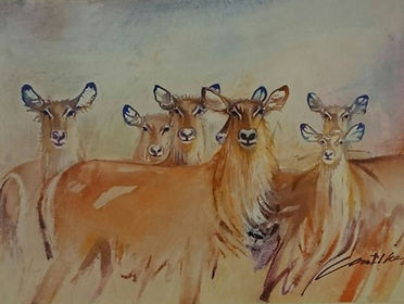 “ Sete Nialas”  Gorongosa – Moçambique