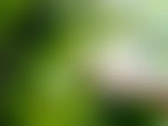 Mercado de carbono bate recorde de transações em 2021.