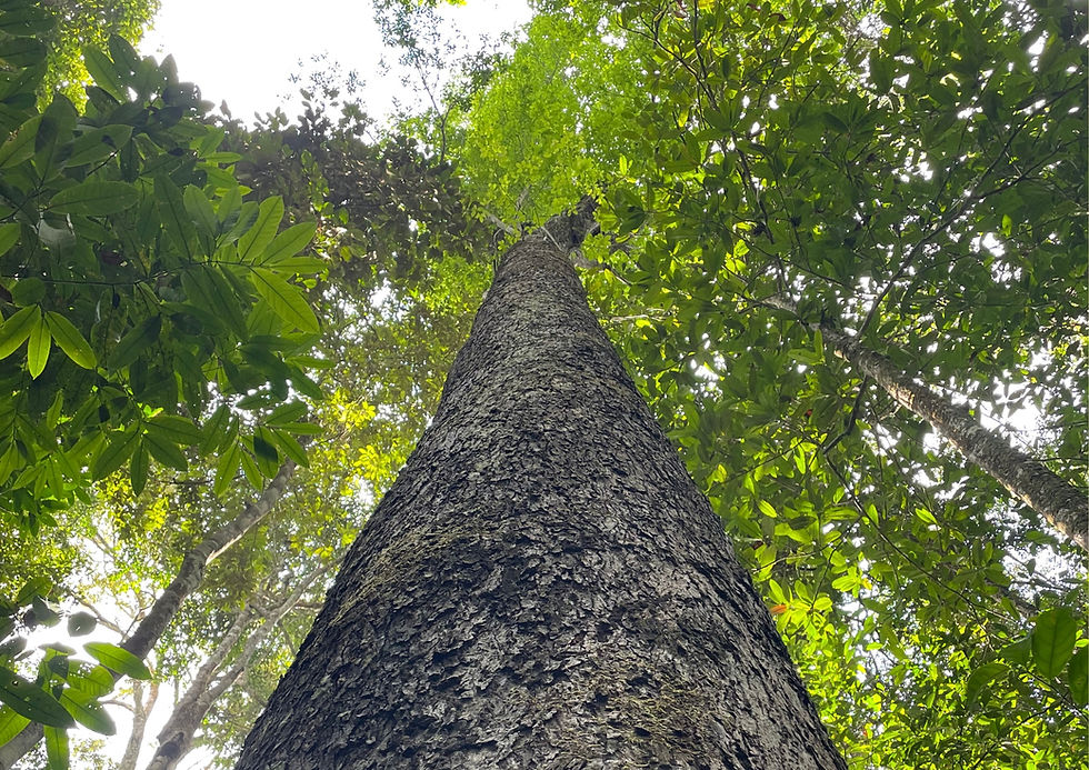 Manejo Florestal Sustentável: Guia Completo e Passo a Passo