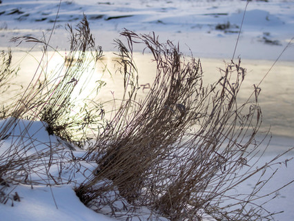 Golden grass.jpeg